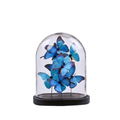 Blue butterflıes ın fanus large 26,5x19x33 cm