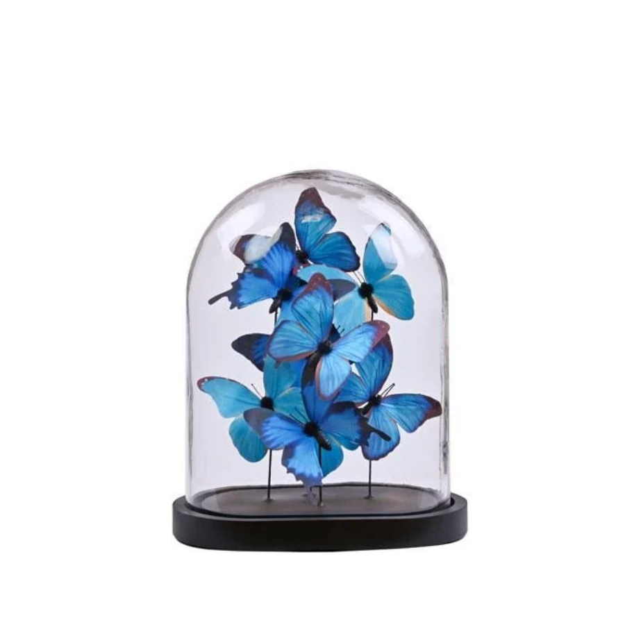 Blue butterflıes ın fanus large 26,5x19x33 cm